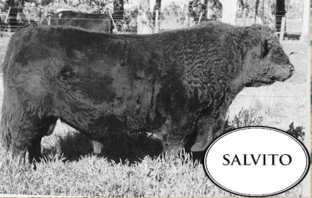 la reforma 50 salvito